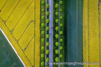 An AP photographer dazzles with a drone’s view of colorful fields. Don’t miss the red car