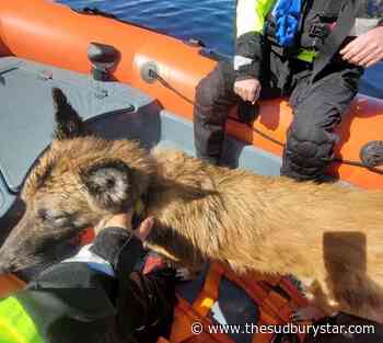 Firefighters pluck exhausted pooch from island on Lake Laurentian