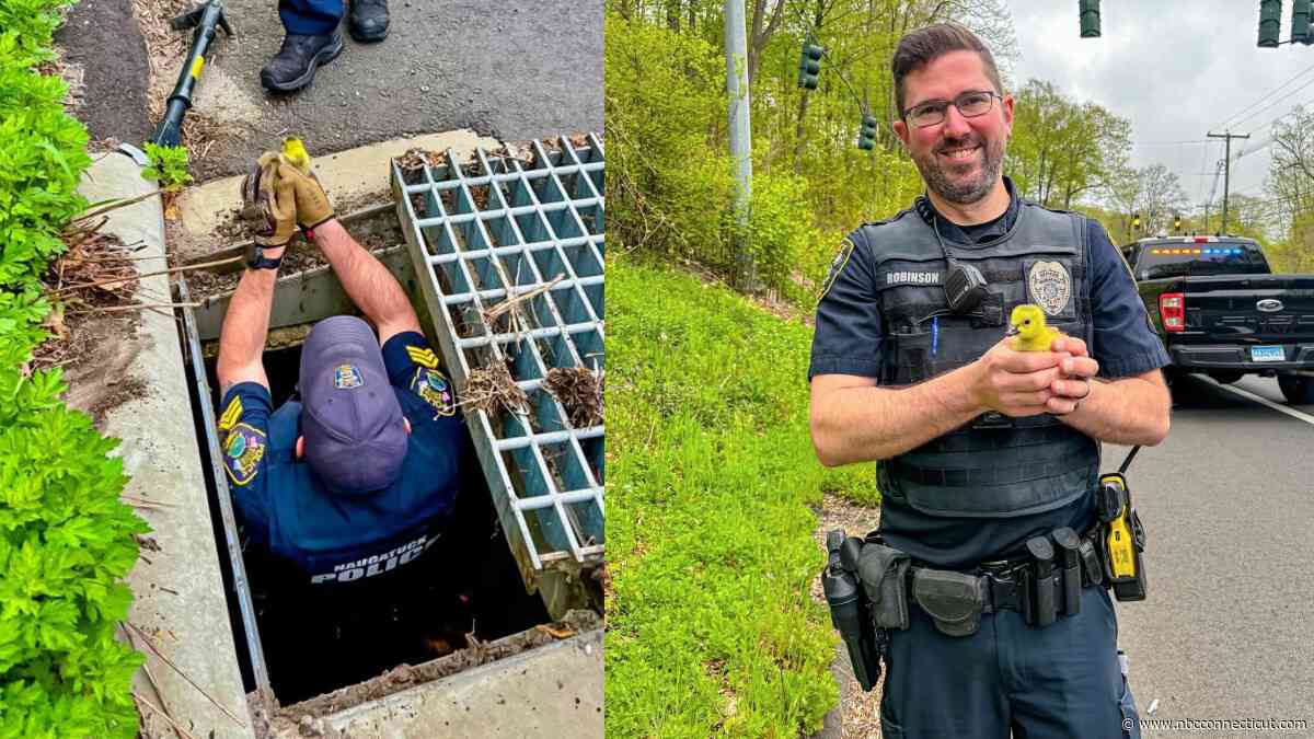 Baby goose rescued by Naugatuck police officers