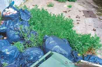 Woman fined after allowing her garden to become rubbish-filled wasteland that attracted vermin