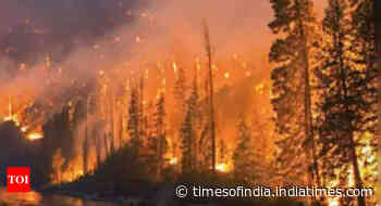 3 held for setting forest on fire in bid to get more social media 'views'