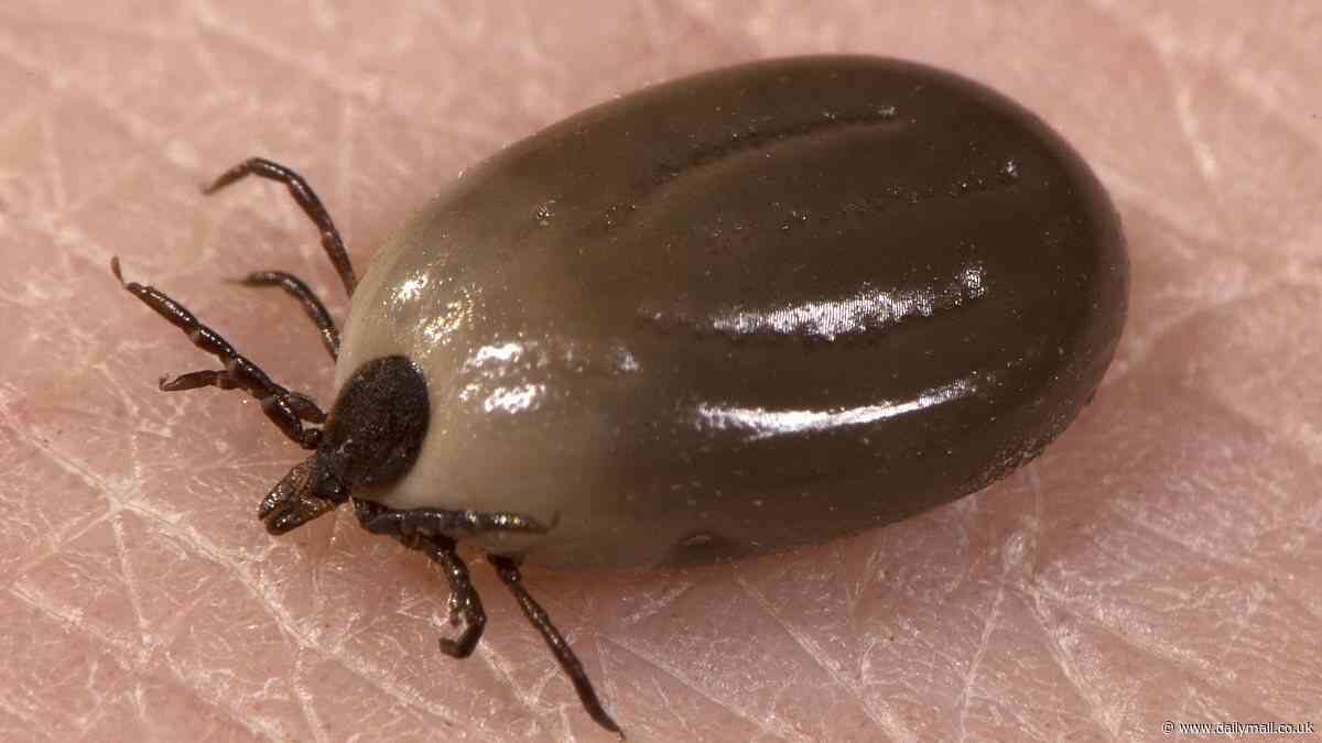 Scotland hit by tick disease explosion ...now there's FIVE times more cases than once thought