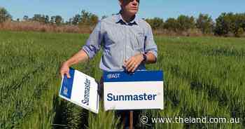 Sunmaster is wheat variety of choice for astute northern region farmers