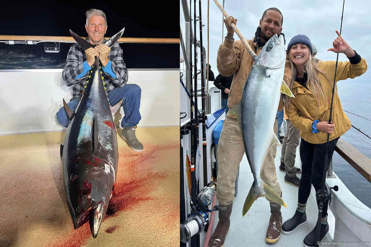 Bluefin on and off again