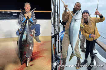 Bluefin on and off again