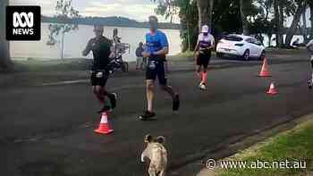 Koala 'on a mission' surprises athletes in Ironman Australia triathlon