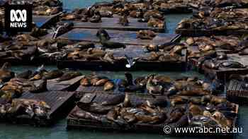 Anchovy feast draws scores of sea lions to famous San Francisco pier