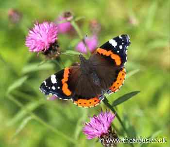 Dates announced for this year's 'Big Butterfly Count'