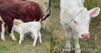 'Absolutely shocked': albino Hereford calf born in Northern Tablelands