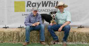 World record broken for a Border Collie at Rockhampton working dog sale
