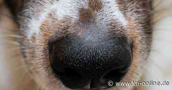 Haben manche Hunderassen wirklich einen besseren Geruchssinn als andere?