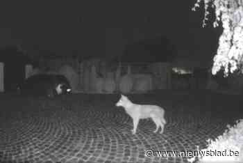 Wolf passeert langs hondenopvang ’t Dierenhoekske, maar staat voor gesloten deur