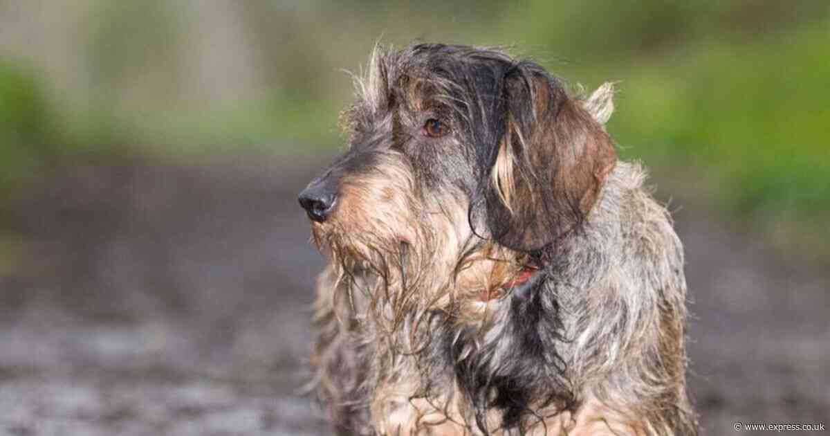 New warning issued over 'flesh-eating' dog disease Alabama rot