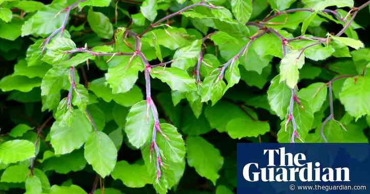 Country diary: Suddenly the beech leaves are out | John Gilbey