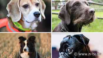 Studie sieht keine Unterschiede: Was macht manche Hunderassen zu besonders guten Riechern?