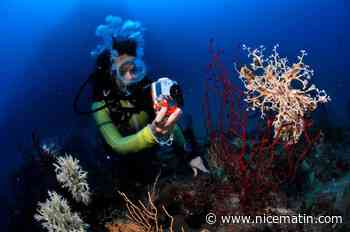 Découvrez les fonds sous-marins de Roquebrune-Cap-Martin grâce au concours de photographies le Trophée bleu