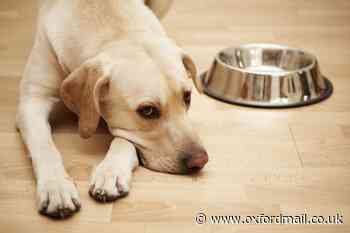 Top 10 most common signs of stress in dogs that owners see