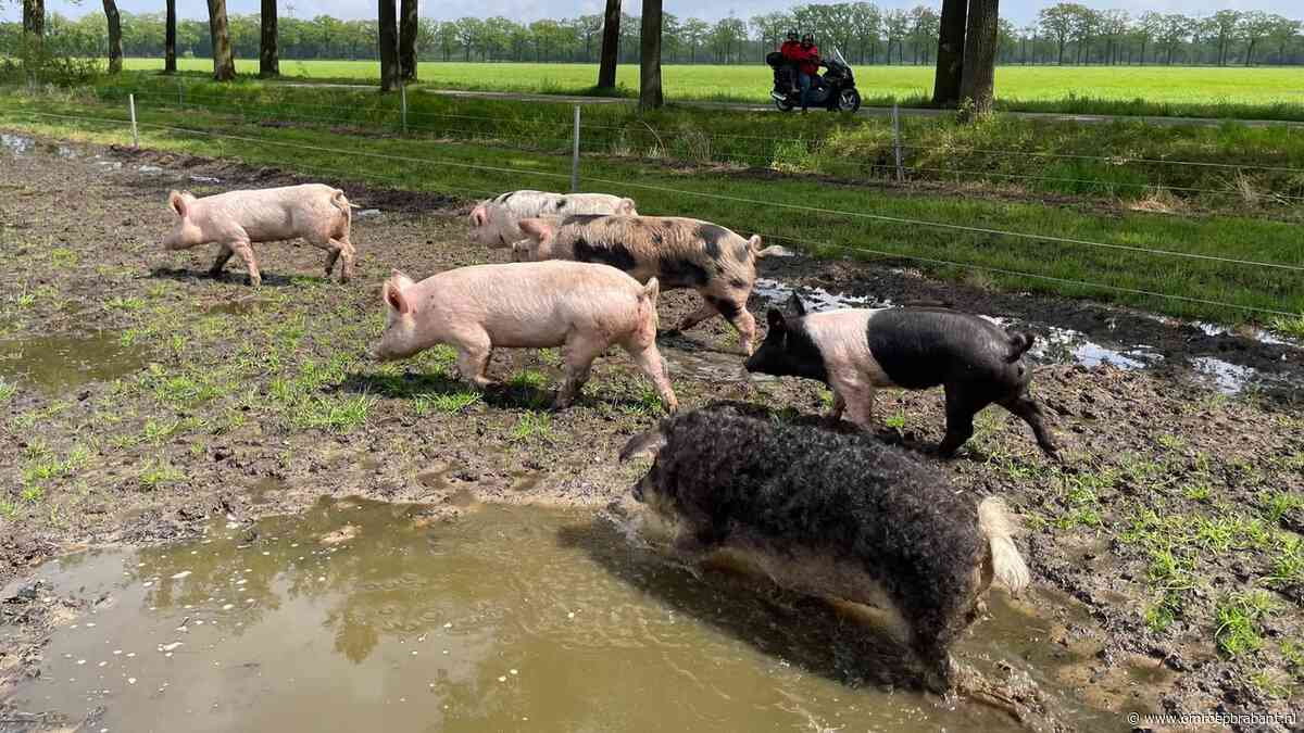 Weinig varkens in de wei, boer Maarten legt uit hoe dat komt