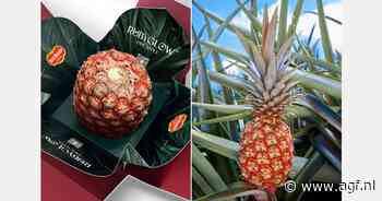Rubyglow ananas op Amerikaanse markt gelanceerd
