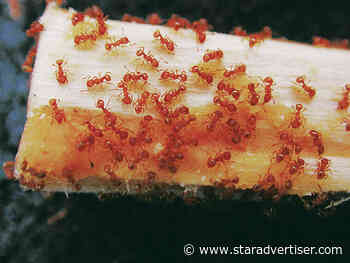 Senate grills ag leaders on invasive ants inaction