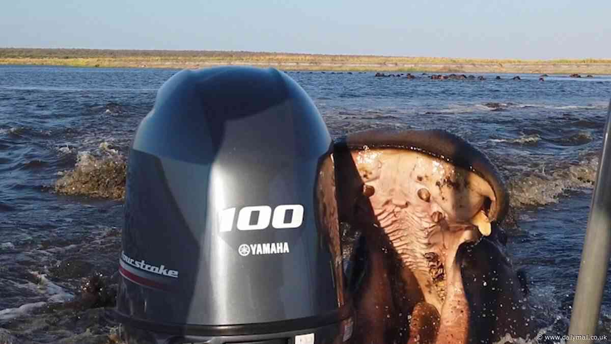 Moment enraged hippo chases down and attacks boat full of terrified tourists by repeatedly biting its outboard motor in Namibia