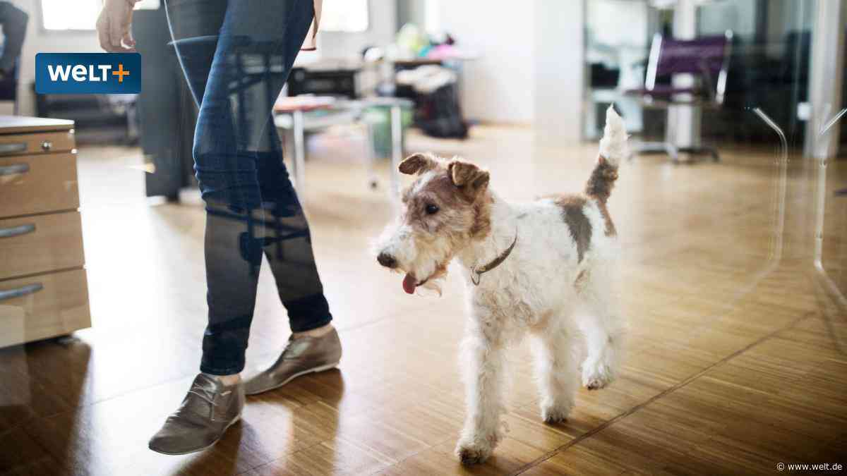 Bessere Stimmung und produktiver – So profitieren alle vom Bürohund