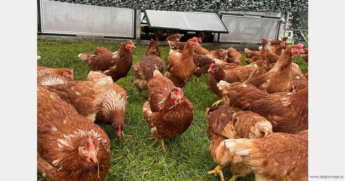 Hennengeluk staat centraal in nieuwe mobiele kippenkar van De Dobbelhoeve