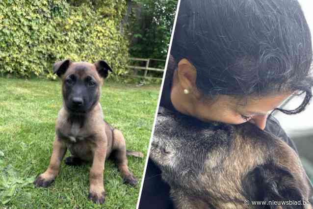 Kleine Pippa ‘solliciteert’ als nieuwe politiehond bij politiezone Rupel: “Ik mis Sue nog elke dag”