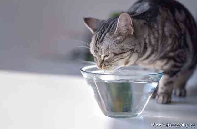 Diabetes mellitus: Wenn die Katze zu viel Zucker im Blut hat