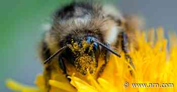 The emerging superfood, bee pollen