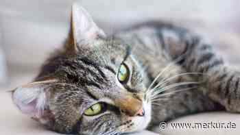 Katze mit Armbrust in Memmingen angeschossen: Tier tödlich verletzt – PETA setzt Belohnung aus