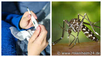 Landratsamt Rosenheim warnt: Tigermückenfunde im Inntal - das soll die Bevölkerung tun
