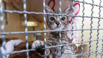 Immer mehr Fundkatzen: Tierschutzverein für Katzenschutzverordnung im Landkreis Altötting