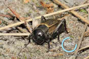COLUMN Limburgs Landschap - Dit insect is een echt podiumbeest