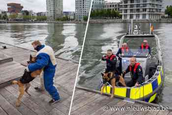 Antwerpse politie traint met patrouillehonden op het water: “Onderzoeken hoe teams elkaar kunnen versterken”