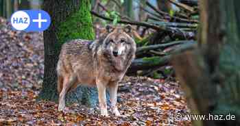 Gericht stoppt Wolfsabschuss in der Region Hannover: Das sind die Folgen
