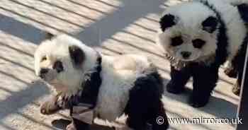Outrage as zoo dyes dogs to look like pandas because it 'doesn't have any real ones'