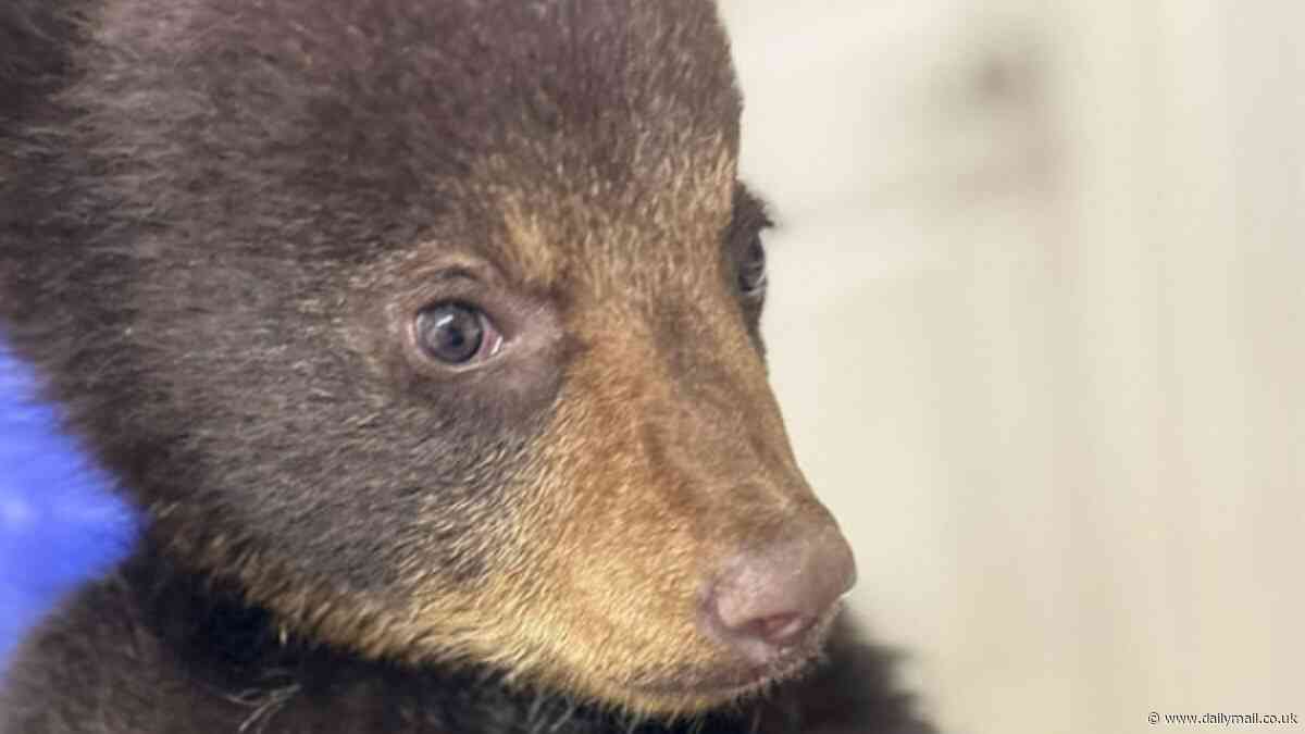 Tragic photo shows bear cub that was tormented by group of friends taking selfies and is now an orphan in an animal refuge