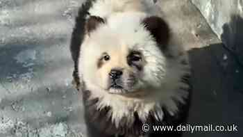 Chinese zoo sparks fury after painting chow chow dogs to look like PANDAS for their latest attraction