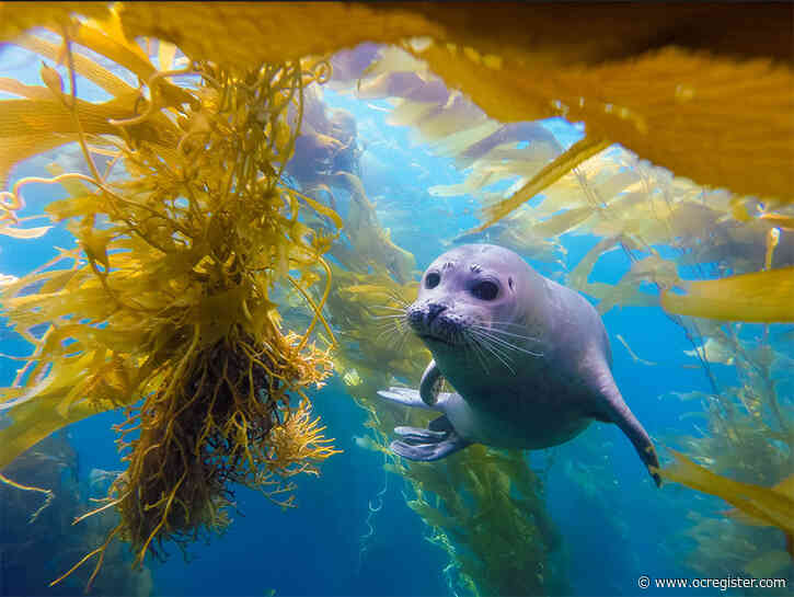 Laguna Bluebelt Coalition looking for photographs documenting a thriving ocean ecosystem