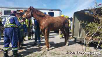 Horse and 2 drivers injured in collision