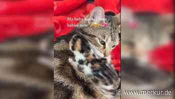 Super-Mama auf vier Pfoten: Katze überschüttet ihre Babys mit Liebe