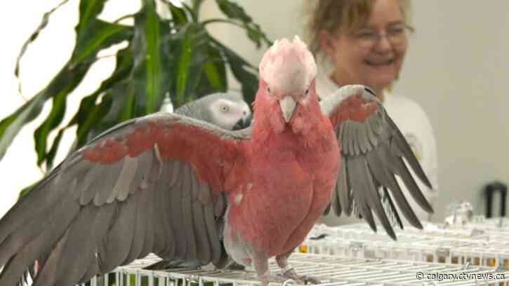 'A unique experience': Calgary Parrot Club brings tropical birds to Airdrie continuing care home