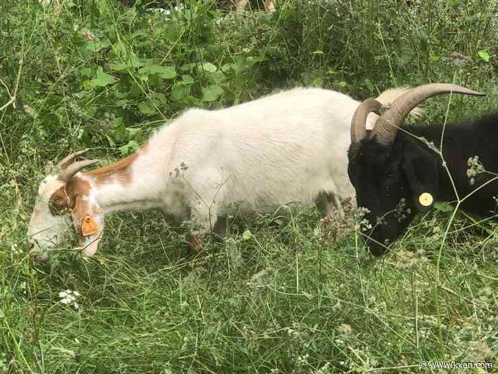 What do the goats on Austin's Hike-and-Bike Trail do?