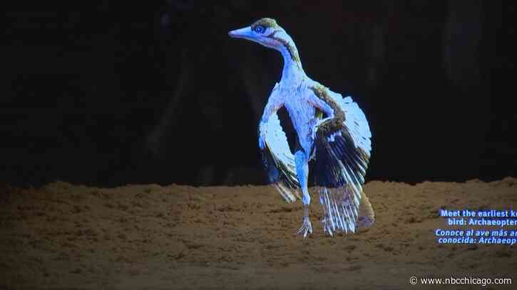 An Archaeopteryx, the ‘world's most important fossil' unveiled at Chicago's Field Museum