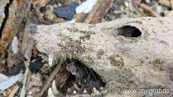 „Mumifizierter“ Fund unter der Gartenlaube entdeckt – Totes Tier sorgt für Staunen