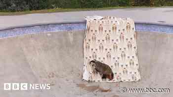 Badger rescued from skate bowl in Cornwall