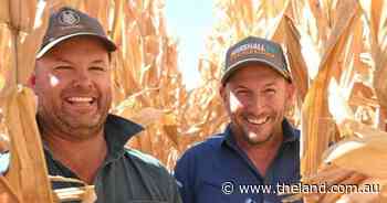 Corn-tastic result: Tocumwal growers smash Australian maize yield record