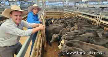 Opportunity in volatility for the Aussie cattle market