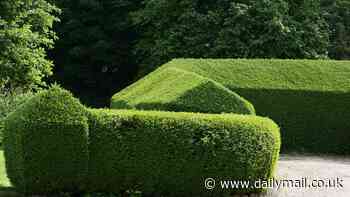 Hardy privet hedges win back their place in the sun as experts say they can deal with all types of weather